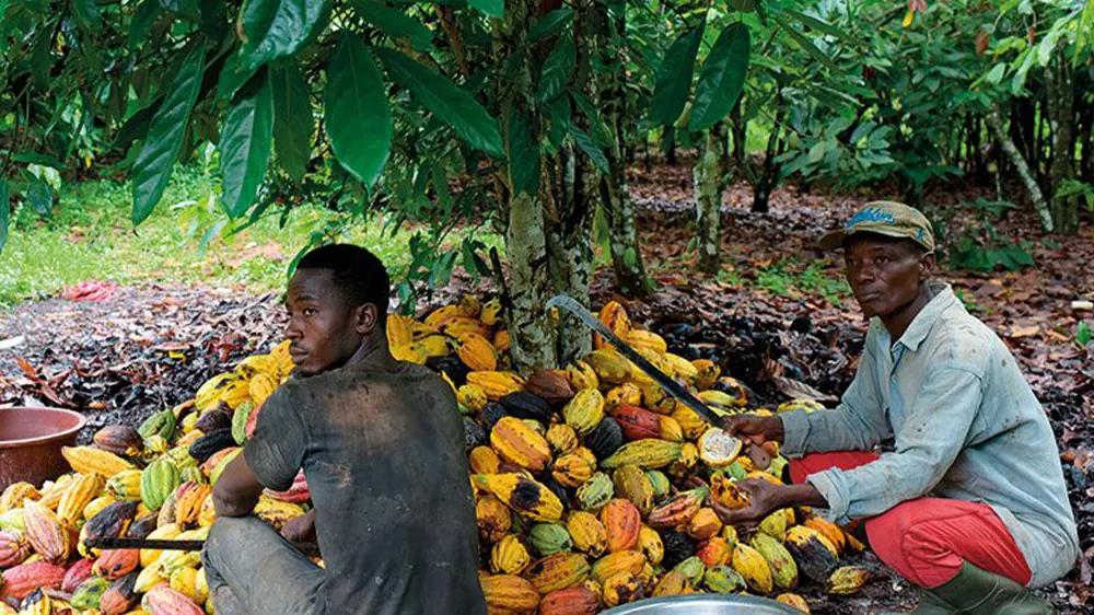 Cocoa farmers express frustration over new farmgate prices