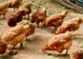 Ghana poultry industry seeks $100 million boost for revitalization