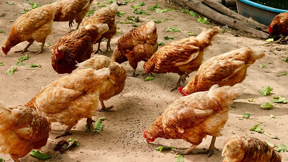 Ghana poultry industry seeks 100 million boost for revitalization