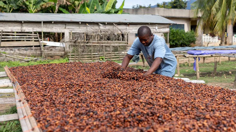 Global Cocoa Marketing Companies refuse to pay realistic Cocoa prices- CGCI