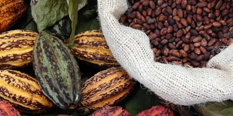Government raises cocoa producer price by 58.26% for 2023 2024 season