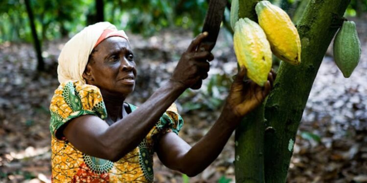 Monumental rip off of Ghanaian cocoa farmers Min