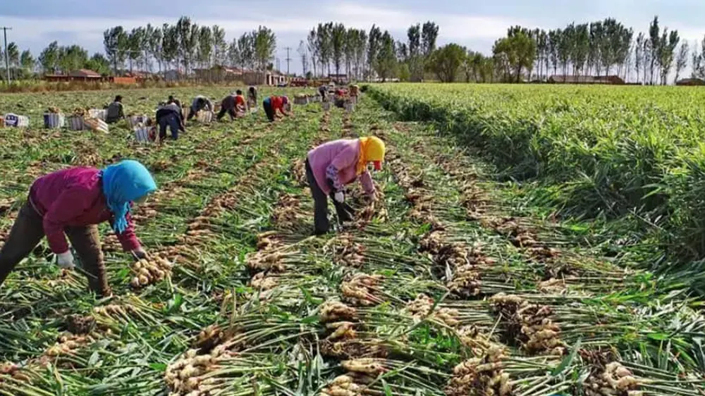 Optimism among ginger farmers in Kadjebi despite disease outbreak
