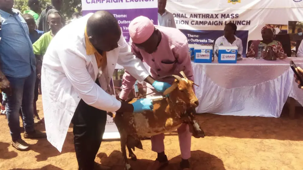 U.S. donates 100000 anthrax vaccines to support Ghanas livestock health initiative