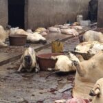 Aggrieved butchers reject upward adjustment of slaughter fees, threaten street protest