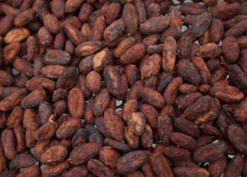 Ecuador set to overtake Ghana as world’s second-largest cocoa producer by 2026/27