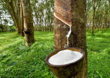 Ghana’s Rubber Industry Losing $100 Million Annually Due to Lack of Value Addition