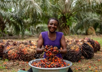Palm oil: Ghana’s staple resource and the struggle for modern production
