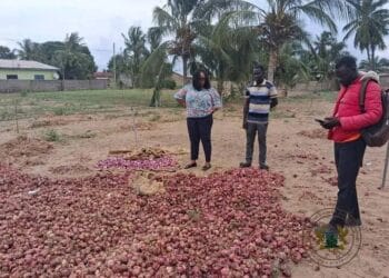 Anloga DCE calls for ready market to support distressed onion farmers