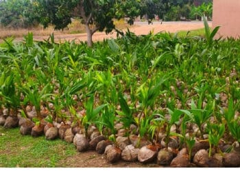 Coconut Federation of Ghana donates 81,000 hybrid seedlings to Techiman Municipal Agriculture to boost small-holder farmers and agribusiness