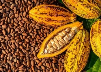 Ghana raises farmgate cocoa price to GHS3,625 per 64-kg bag amid regional price competition