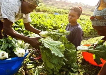 Government reaffirms commitment to empowering women and youth in agriculture at EWAYES 25 summit in Accra