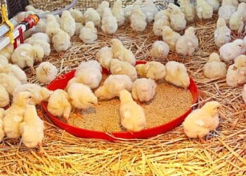 government distributes 720,000 birds to 13,000 farmers under nkoko nketenkete programme to boost ghana’s poultry sector