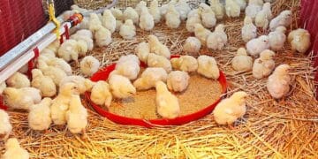 government distributes 720,000 birds to 13,000 farmers under nkoko nketenkete programme to boost ghana’s poultry sector