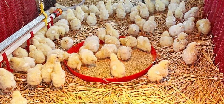 government distributes 720,000 birds to 13,000 farmers under nkoko nketenkete programme to boost ghana’s poultry sector