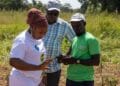 Farmers in Libga collaborate with CSIR to identify high-performing okra varieties under VACS initiative