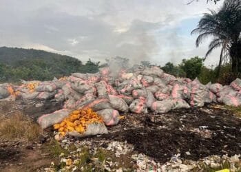 Volta Police Command Destroys 47,530kg of Indian Hemp Worth GH¢4.2 Billion