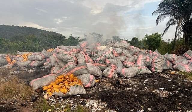 Volta Police Command Destroys 47,530kg of Indian Hemp Worth GH¢4.2 Billion