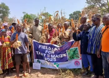 CSIR–SARI showcases four new high-yielding maize varieties to boost food security and farmer incomes