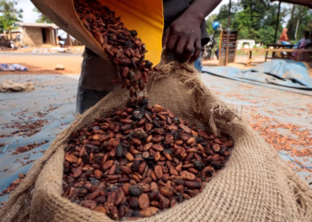 Below-average rains threaten Ivory Coast’s cocoa mid-crop quality