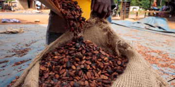 Below-average rains threaten Ivory Coast’s cocoa mid-crop quality