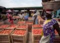 Ghana to experience tomato glut in 3-4 months – Agriculture Minister Eric Opoku
