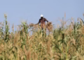 Kenya lifts ban on genetically modified crops amid drought crisis