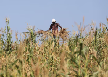 Kenya lifts ban on genetically modified crops amid drought crisis